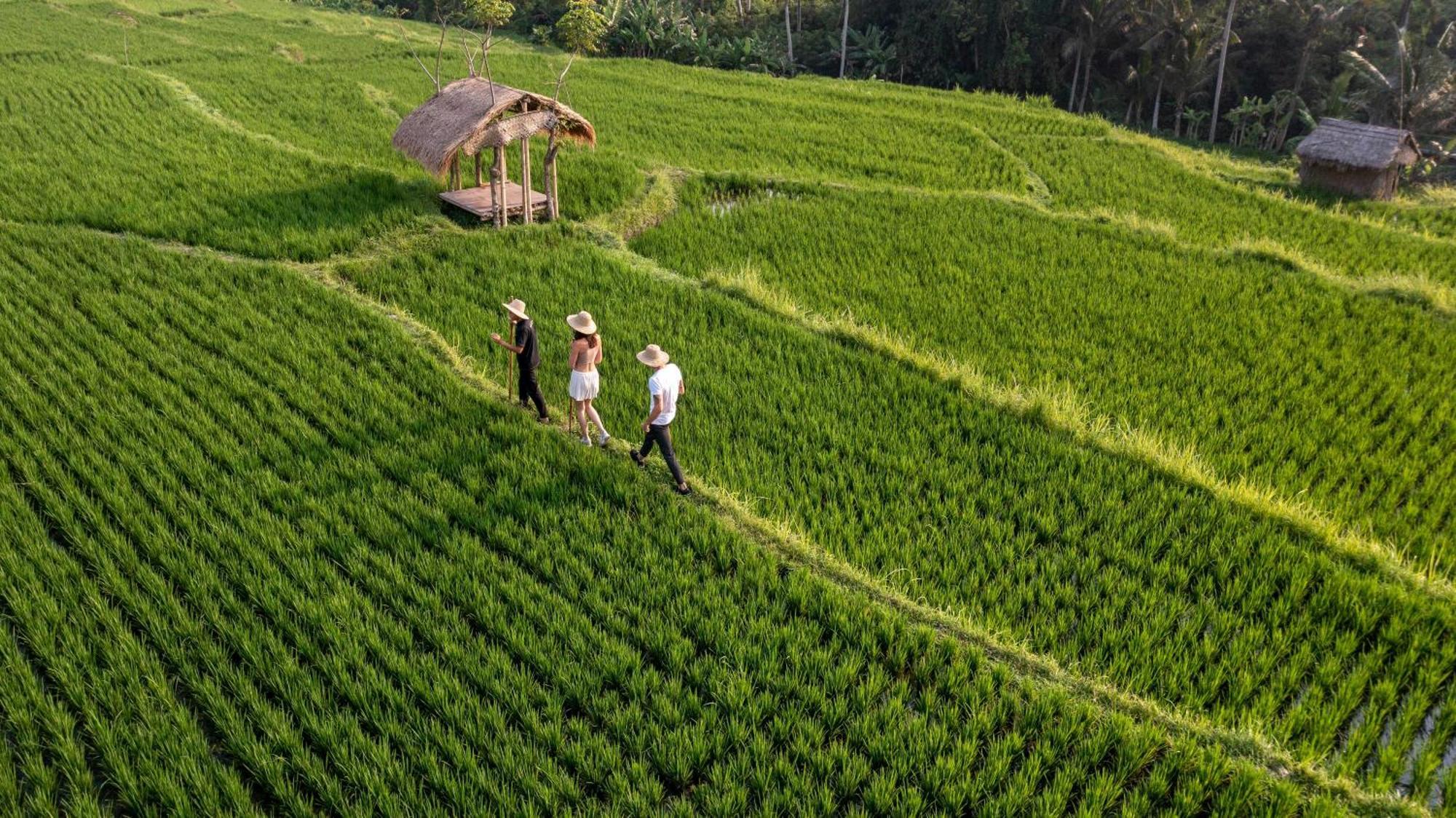 Nyuh Bali & Resort Ubud (Bali)